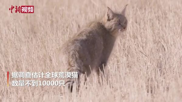 青海摄影团队拍摄到荒漠猫清晰影像