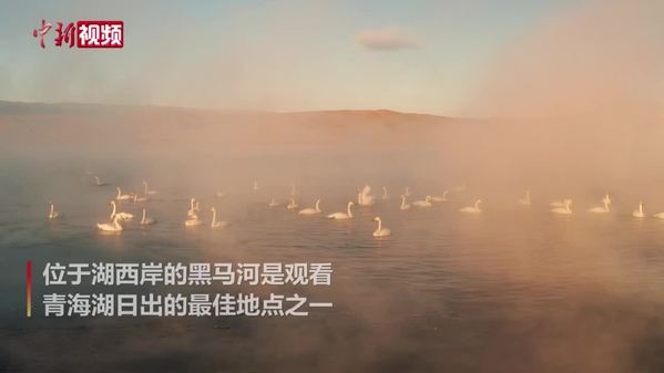 实拍青海湖西岸大天鹅种群集体“泡汤”
