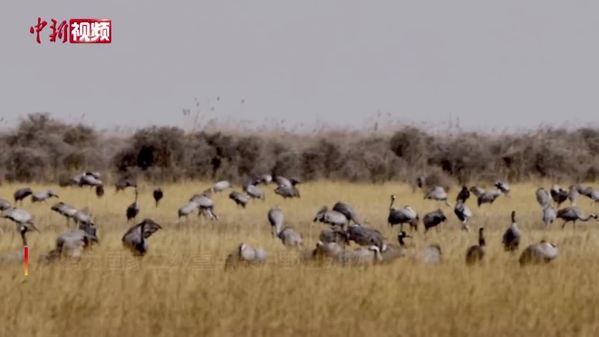上万只灰鹤在青海都兰县巴隆地区集群停歇
