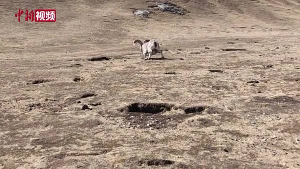 青海摄影师救助一只“落难”岩羊
