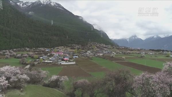 西藏林芝：冰川绿谷中感受春之韵