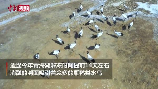 黑颈鹤种群“舞动”青海湖畔