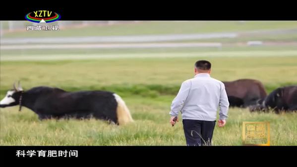 《西藏诱惑》牦牛局长
