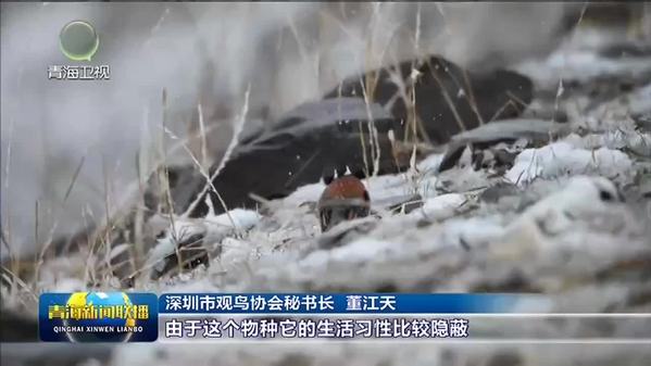 青海省果洛州班玛县首次发现国家二级保护动物藏鹀