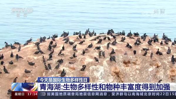 今天是国际生物多样性日｜青海湖：生物多样性和物种丰富度得到加强