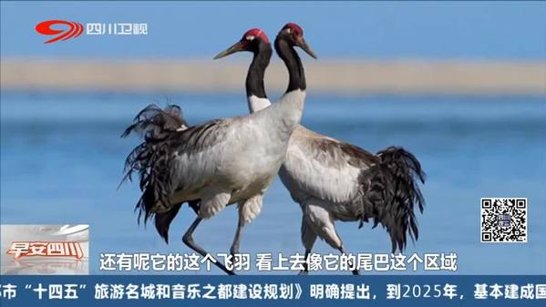 四川甘孜：民众拍到国家一级保护动物黄喉雉鹑和黑颈鹤