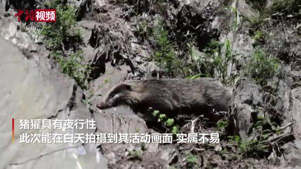 三江源东段玛可河流域现野生猪獾