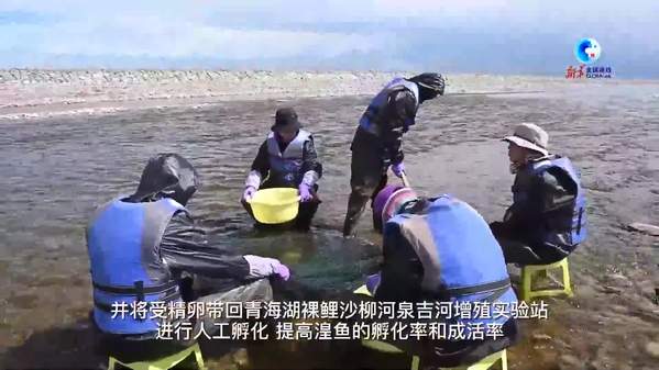 中国通过人工增殖放流推动青海湖物种保护