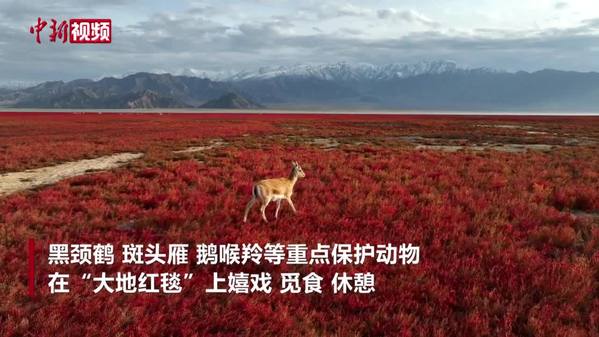 青海乌兰都兰湖：动物云集走“大地红毯”