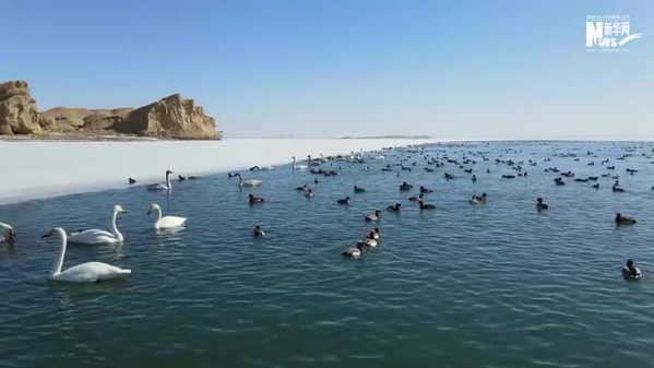 青海海西：雪中天鹅舞