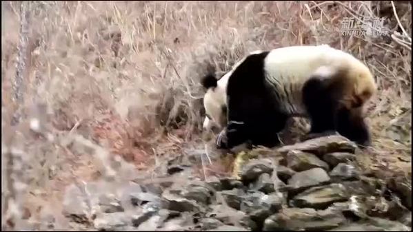 四川一村民上山偶遇野生大熊猫拍下同框照