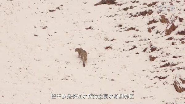 狭路相逢！成群白唇鹿高原邂逅“雪山之王”