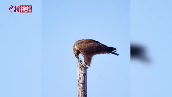 青海摄影师拍摄到草原雕“优雅开餐”