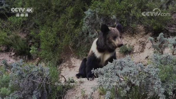 《美丽中国自然》玉树系列 棕熊下山
