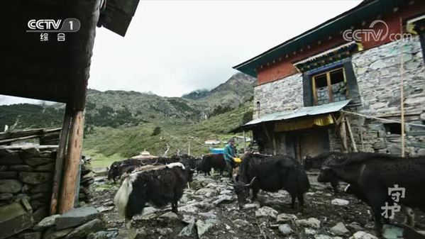 《走进西藏·高原之歌》 第4集 守护