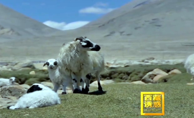 《西藏诱惑》宗措村的致富路