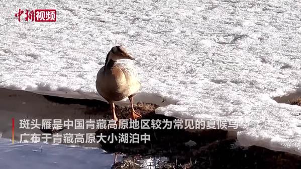 暮春时节澜沧江源：冰雪未消融 斑头雁戏水忙