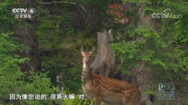 《远方的家》中国自然秘境 草丰林茂 鹿栖于野
