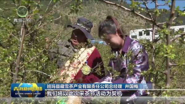 【市州县传真·班玛】班玛县举办第五届藏雪茶采摘节