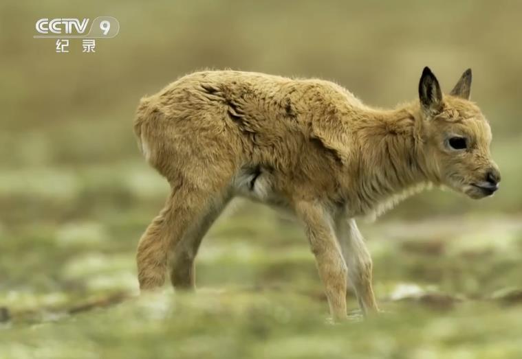 《野性四季 珍稀野生动物在中国》藏羚羊：神秘的迁徙