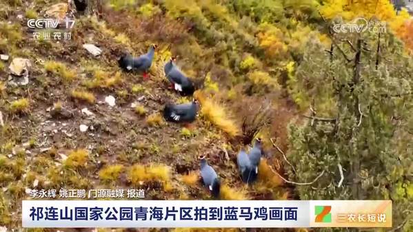 祁连山国家公园青海片区拍到蓝马鸡画面