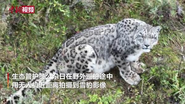 生态管护员拍摄到高清雪豹影像