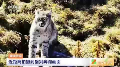 青海班瑪：近距離拍攝到猞猁奔跑畫面