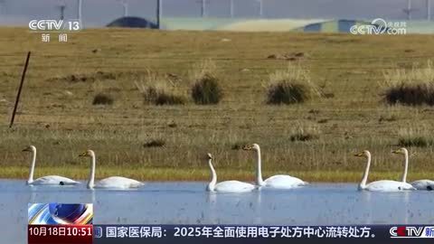 成群大天鹅飞抵青海湖畔 开启越冬之旅