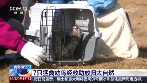 青海海北：7只猛禽幼鸟经救助放归大自然