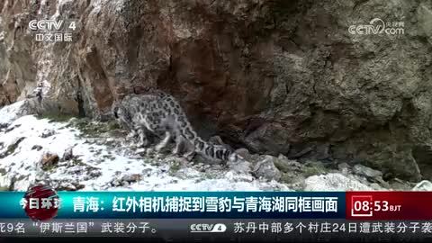 青海：红外相机捕捉到雪豹与青海湖同框画面