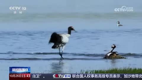 【2024候鸟迁徙】青海：黑颈鹤即将迁飞 感受青海湖生态之美