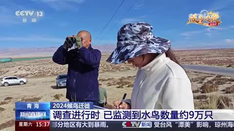 【2024候鸟迁徙】青海：调查进行时 已监测到水鸟数量约9万只