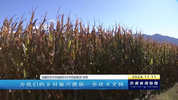 林芝玉米高产示范田刷新全国玉米单产纪录