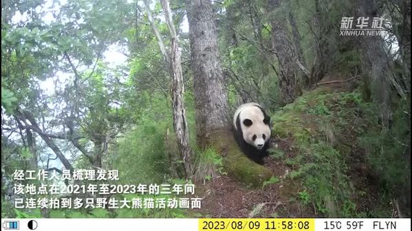 四川阿坝：同一地点连续三年拍摄到野生大熊猫活动影像