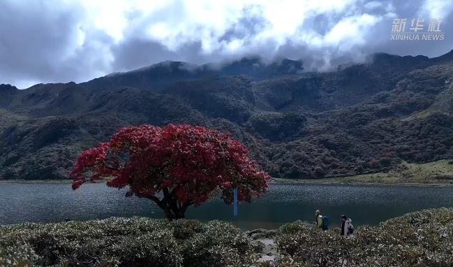 深秋一抹红：香格里拉红树绽放秋色