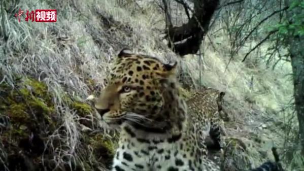 四川新龙：红外相机拍到母豹带崽活动影像
