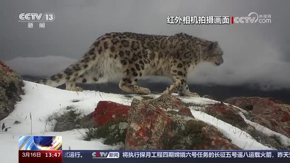西藏聂荣：红外相机拍摄到雪豹活动画面