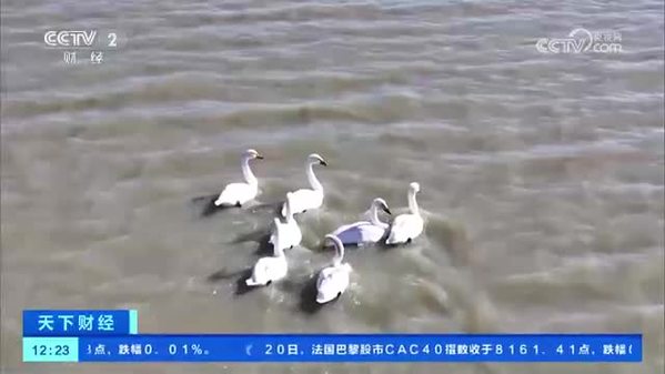 青海：大批候鸟齐聚可鲁克湖——托素湖自然保护区