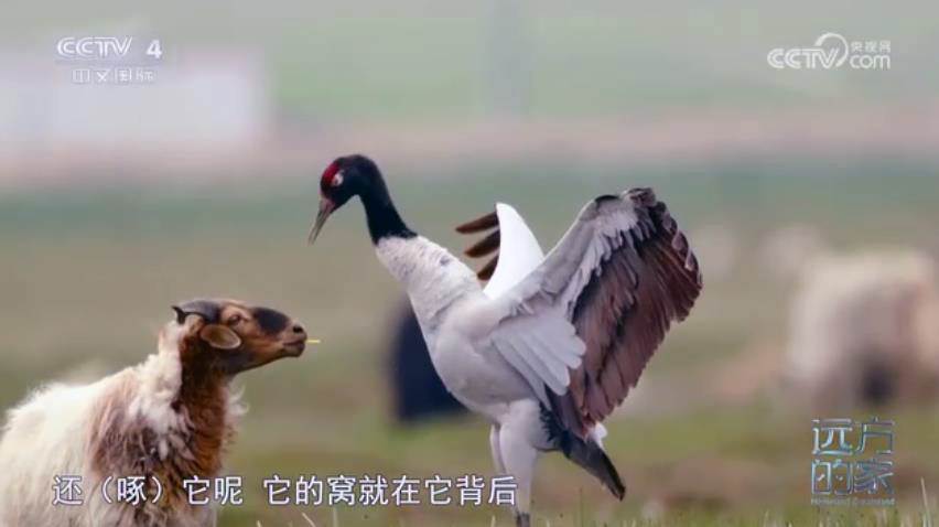 《远方的家》中国自然秘境 青海湖畔的生命欢歌