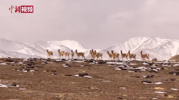 多种野生动物漫步祁连山国家公园哈拉湖边