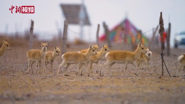 中国首个普氏原羚特护区：成群“出游”惬意觅食