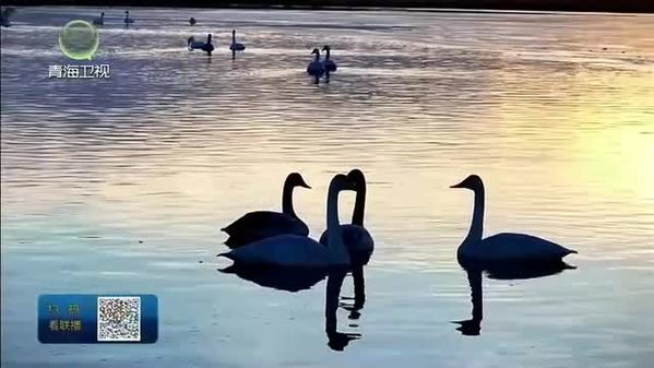 【大美短视频·这就是青海】春日格尔木 湿地珍鸟绘美景