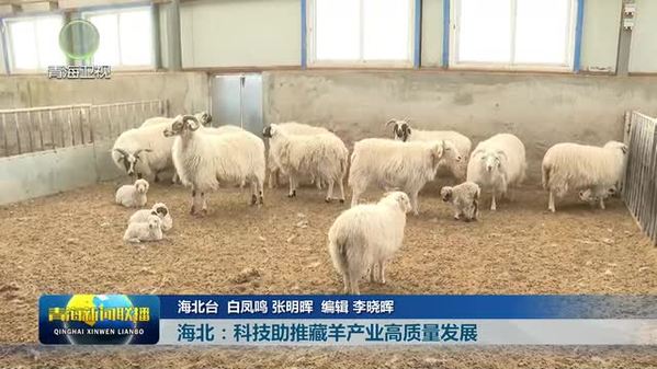 青海省海北州：科技助推藏羊产业高质量发展