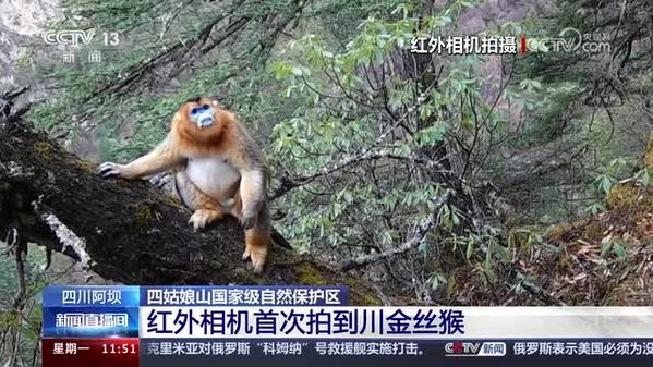 四姑娘山国家级自然保护区：红外相机首次拍到川金丝猴