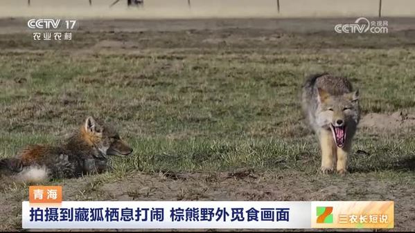 青海：拍摄到藏狐栖息打闹 棕熊野外觅食画面