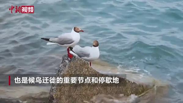青海湖畔群鸥争食 吸引众多观鸟者