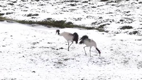 黑颈鹤漫步夏日雪原