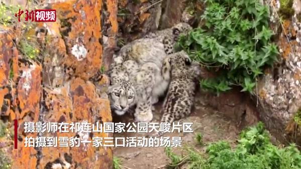 萌！青海摄影师拍摄到小雪豹和妈妈“贴贴”