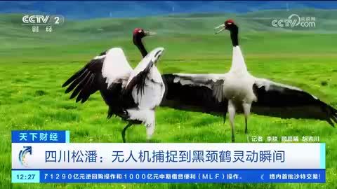 四川松潘：无人机捕捉到黑颈鹤灵动瞬间