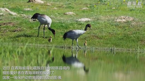 青海刚察：黑颈鹤漫步青海湖畔